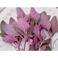 Red Amaranth (1400+ Seeds) Red Amaranth (1400+ Seeds)
