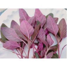 Red Amaranth (1400+ Seeds) Red Amaranth (1400+ Seeds)