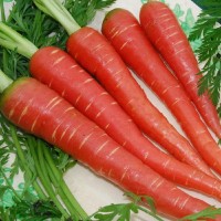 Carrot Red Long (100 Seeds) Carrot Red Long (100 Seeds)