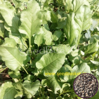 Palak/Spinach (400+ Seeds) Palak/Spinach (400+ Seeds)