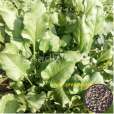 Palak/Spinach (400+ Seeds) Palak/Spinach (400+ Seeds)