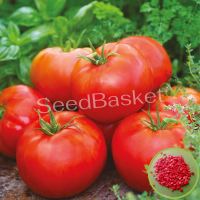 Tomato Hybrid (20 Seeds) Tomato Hybrid (20 Seeds)