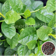 Bachali/Malabar Spinach(350+ Seeds)