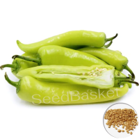 Bajji Mirchi Hybrid (200 Seeds) Bajji Mirchi Hybrid (200 Seeds)