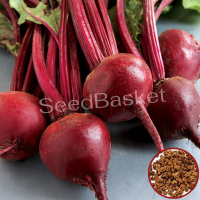 Beetroot (100 Seeds) Beetroot (100 Seeds)