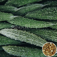 Bitter Gourd Green (20 Seeds) Bitter Gourd Green (20 Seeds)