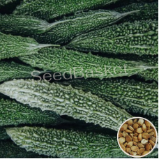 Bitter Gourd Green (20 Seeds) Bitter Gourd Green (20 Seeds)