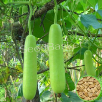 Bottle Gourd Non-Hybrid (23 Seeds) Bottle Gourd Non-Hybrid (23 Seeds)