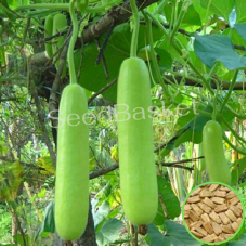 Bottle Gourd Non-Hybrid (23 Seeds) Bottle Gourd Non-Hybrid (23 Seeds)