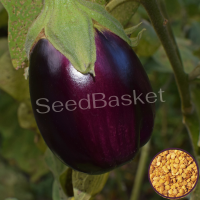 Brinjal Purple Round Non-Hybrid (Egg plant) (400+ Seeds) Brinjal Purple Round Non-Hybrid (Egg plant) (400+ Seeds)