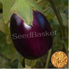 Brinjal Purple Round Non-Hybrid (Egg plant) (400+ Seeds) Brinjal Purple Round Non-Hybrid (Egg plant) (400+ Seeds)