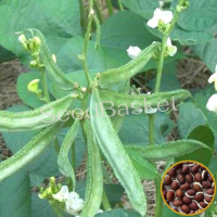 Dolichos Bush(Chettu Chikkudu) (15 Seeds) Dolichos Bush(Chettu Chikkudu) (15 Seeds)