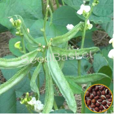 Dolichos Bush(Chettu Chikkudu) (15 Seeds)