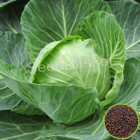 Cabbage Non-Hybrid (200 Seeds) Cabbage Non-Hybrid (200 Seeds)