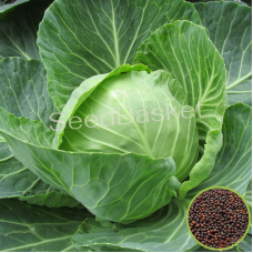 Cabbage Non-Hybrid (200 Seeds) Cabbage Non-Hybrid (200 Seeds)
