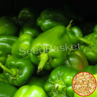 Capsicum Green Hybrid (25 Seeds) Capsicum Green Hybrid (25 Seeds)