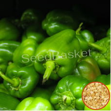 Capsicum Green Hybrid (25 Seeds) Capsicum Green Hybrid (25 Seeds)