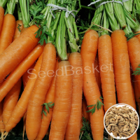 Carrot Non Hybrid (400 Seeds) Carrot Non Hybrid (400 Seeds)