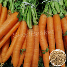 Carrot Non Hybrid (400 Seeds) Carrot Non Hybrid (400 Seeds)