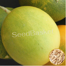 Yellow Cucumber(Dosakaya) (100+ Seeds)