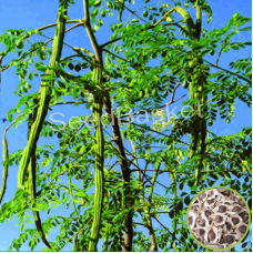 Drumstick(Moringa) PMK-1 (10 seeds)