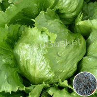 Lettuce Iceberg (400 Seeds) Lettuce Iceberg (400 Seeds)