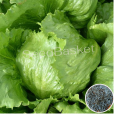 Lettuce Iceberg (400 Seeds) Lettuce Iceberg (400 Seeds)
