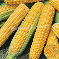 Indian Corn/Maize (15 seeds) Indian Corn/Maize (15 seeds)