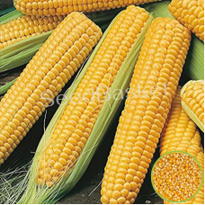 Indian Corn/Maize (15 seeds)