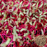 Microgreens Beetroot Seeds (50 Grms) Microgreens Beetroot Seeds (50 Grms)