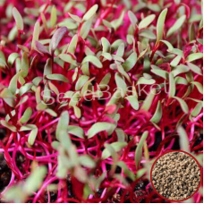 Microgreens Beetroot Seeds (50 Grms) Microgreens Beetroot Seeds (50 Grms)