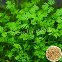 Microgreen Carrot Seeds (100 Grms) Microgreen Carrot Seeds (100 Grms)