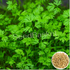 Microgreen Carrot Seeds (100 Grms) Microgreen Carrot Seeds (100 Grms)