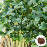 Microgreen Kale (1000 Seeds) Microgreen Kale (1000 Seeds)