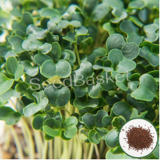 Microgreen Kale (1000 Seeds) Microgreen Kale (1000 Seeds)