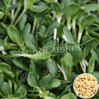 Microgreen Methi Seeds (100 Grms) Microgreen Methi Seeds (100 Grms)