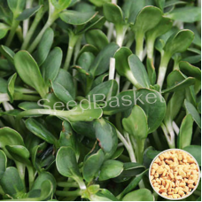 Microgreen Methi Seeds (100 Grms) Microgreen Methi Seeds (100 Grms)