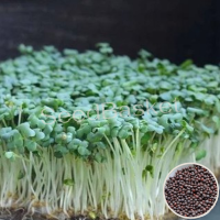 Microgreen Mustard Seeds (100 Grms) Microgreen Mustard Seeds (100 Grms)