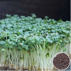 Microgreen Mustard Seeds (100 Grms) Microgreen Mustard Seeds (100 Grms)