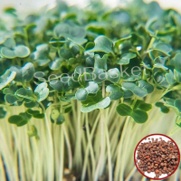 Microgreen White Radish Seeds (100 Grms) Microgreen White Radish Seeds (100 Grms)