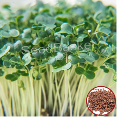Microgreen White Radish Seeds (100 Grms) Microgreen White Radish Seeds (100 Grms)