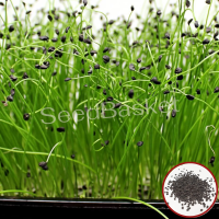 Microgreen Onion Seeds (100 Grms) Microgreen Onion Seeds (100 Grms)