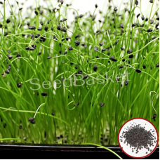 Microgreen Onion Seeds (100 Grms) Microgreen Onion Seeds (100 Grms)