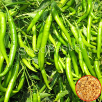 Chilli Non Hybrid (300 Seeds) Chilli Non Hybrid (300 Seeds)