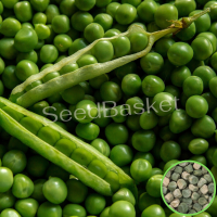 Peas Green (30 Seeds) Peas Green (30 Seeds)
