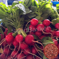Radish Red Globe (50 Seeds) Radish Red Globe (50 Seeds)
