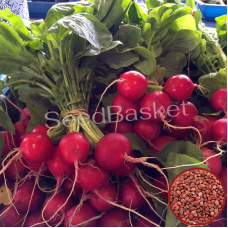 Radish Red Globe (50 Seeds)