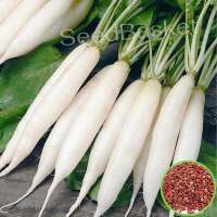 Radish (300 Seeds) Radish (300 Seeds)