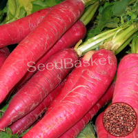 Radish Full Red (100 Seeds) Radish Full Red (100 Seeds)
