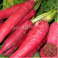 Radish Full Red (100 Seeds) Radish Full Red (100 Seeds)